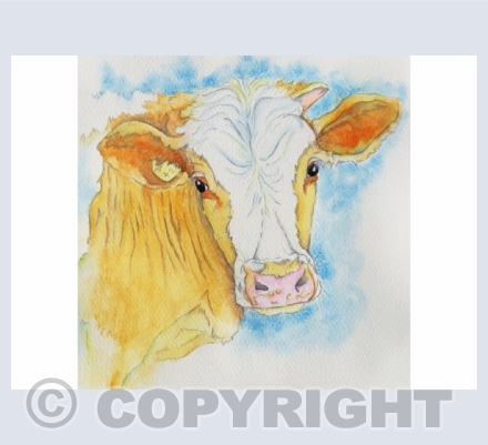Cows