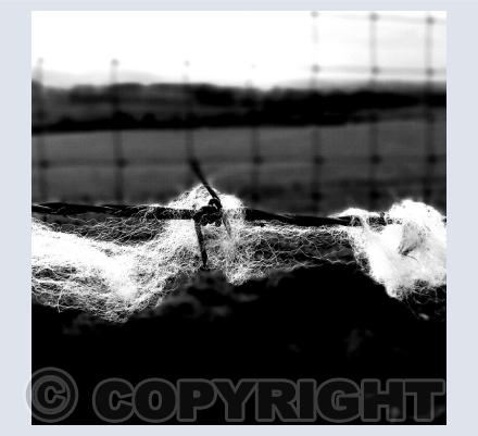 Photography