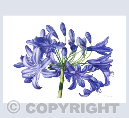 Botanical