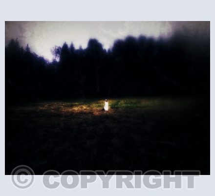 In the Forest