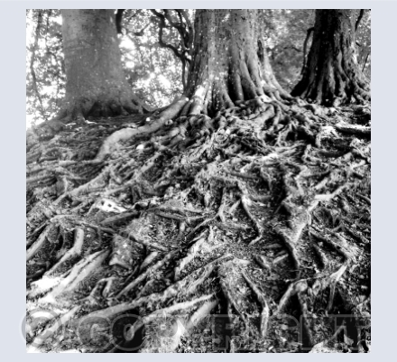 Original Photography 