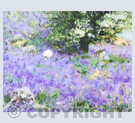Bluebells