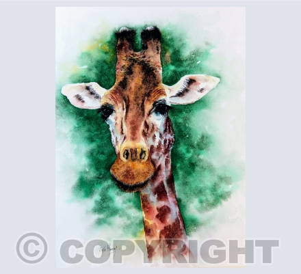 Animals