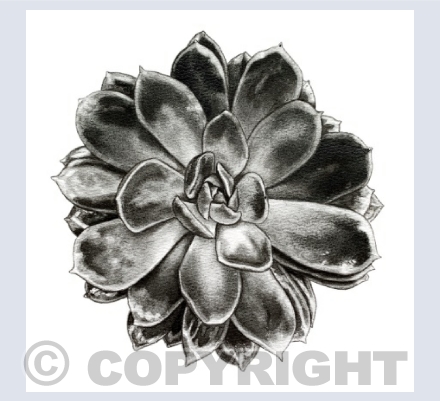 Succulents