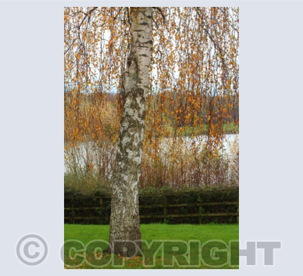 Autumn