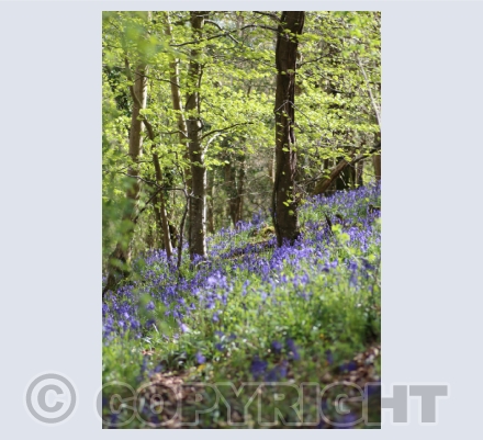 Blue bells