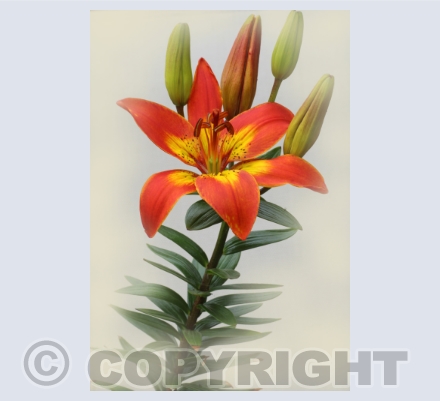 Floral Art