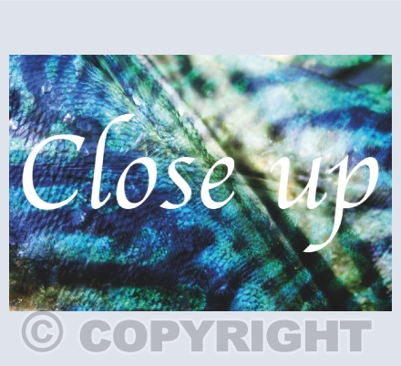 Greeting Cards - Close Up