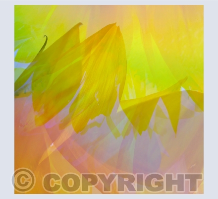 Sunflower Abstracts