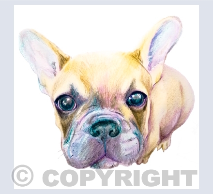 Pawtraits
