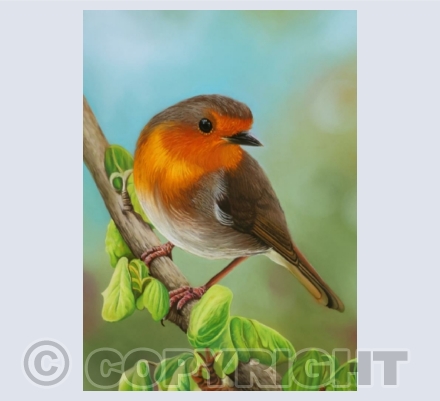 Wildlife (Birds)