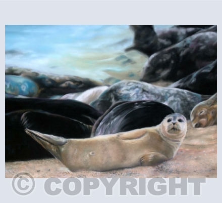 Wildlife (Marine Life)