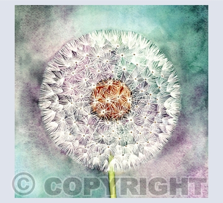 Seedheads