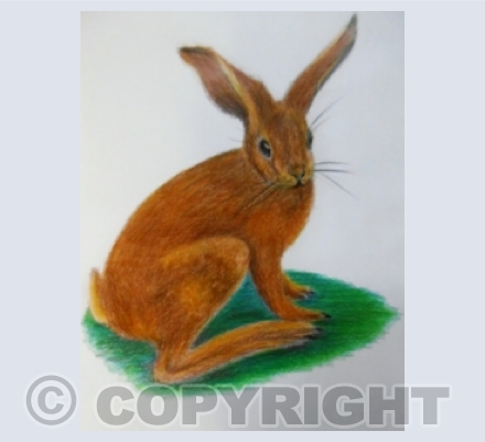 Hares