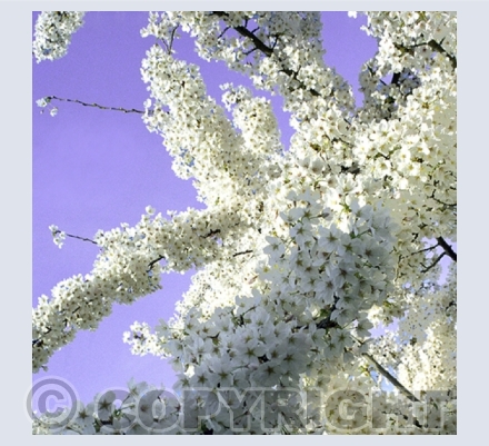 Flora