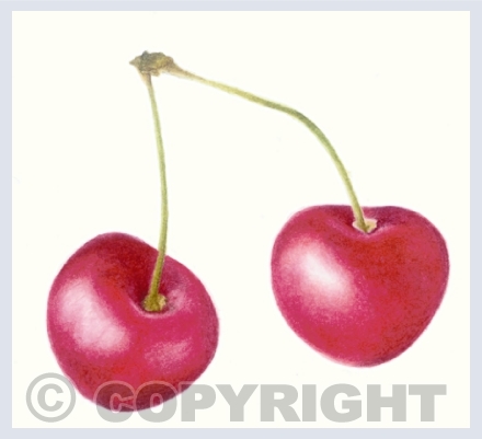 Cherries