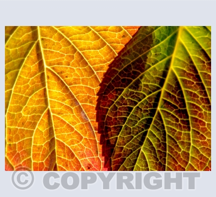 Natures Abstracts