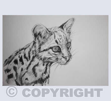Feline