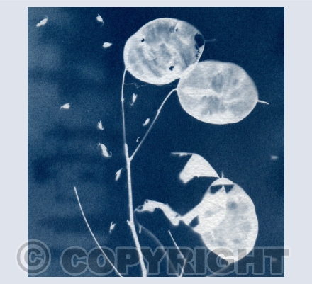 Sun Print - Cyanotype