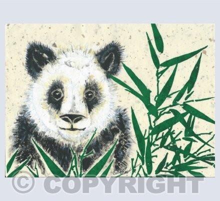 Moon bear / panda