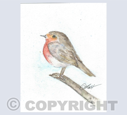 birds