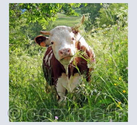 Farm Animals
