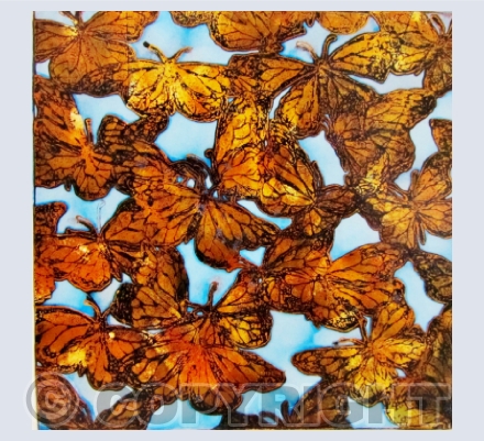 Butterflies
