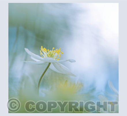 Wild Flowers