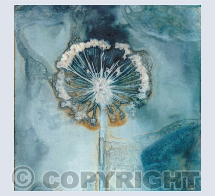 Cyanotype